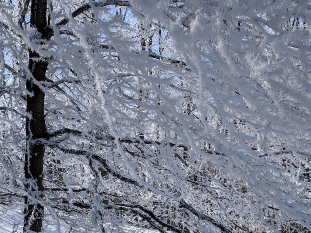 Trees covered in hoar frost