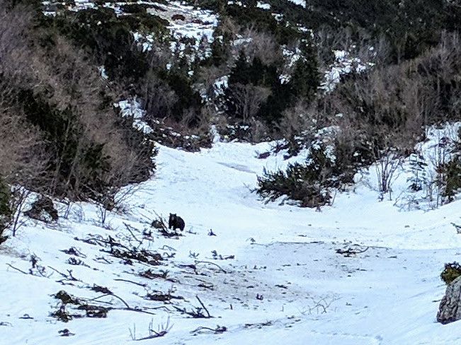 Bear in Bucegi Mountains, Romania