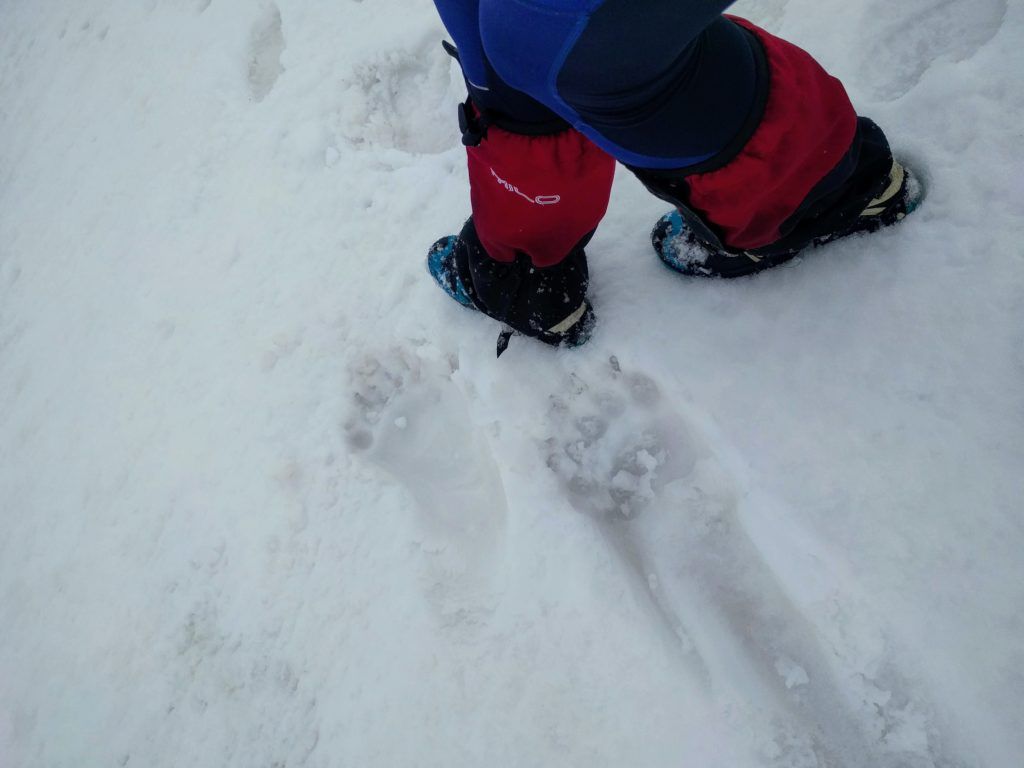 Bear prints in Bucegi Mountains