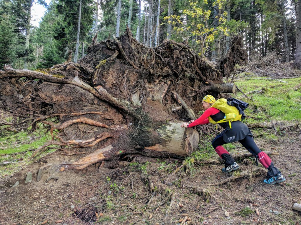 Giant roots in Bucegi Mountains