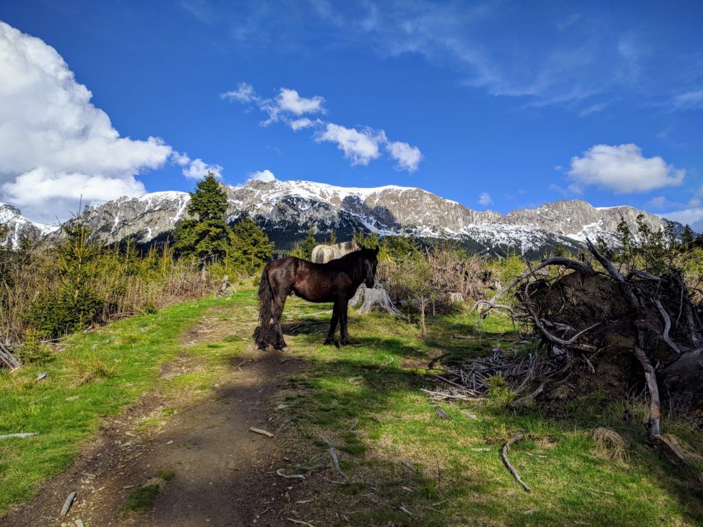 Horses in Bucegi Mountains, Romania