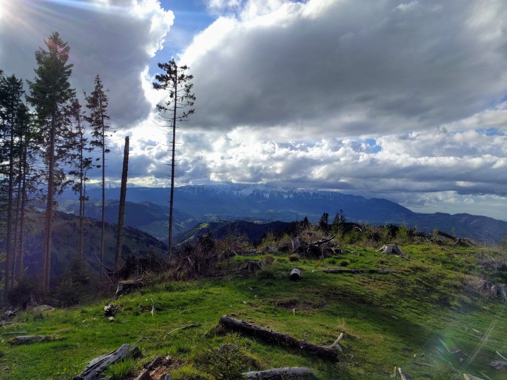 Tall pine trees in Bucegi Mountains, Romania