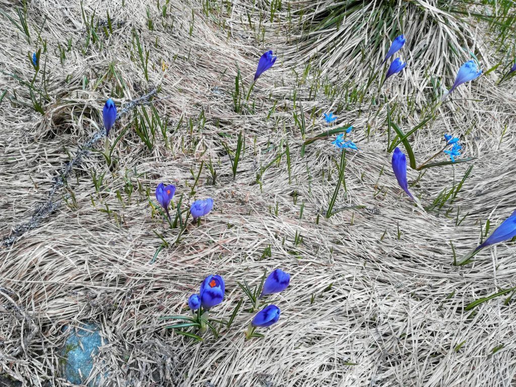 Spring flowers