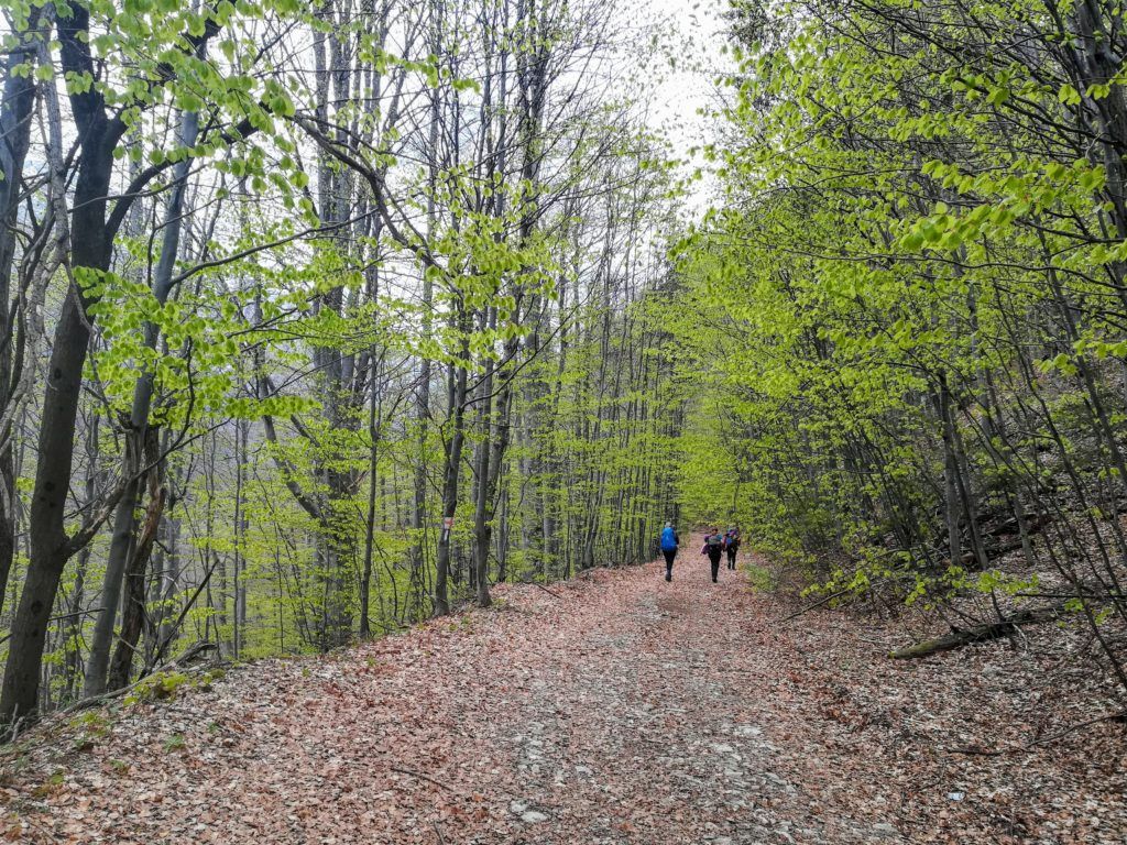 You will walk on this wide forest road for about 8 km until you reach Cabana Buta