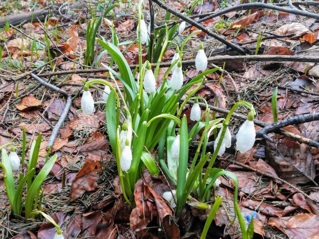 Snowdrops where everywhere