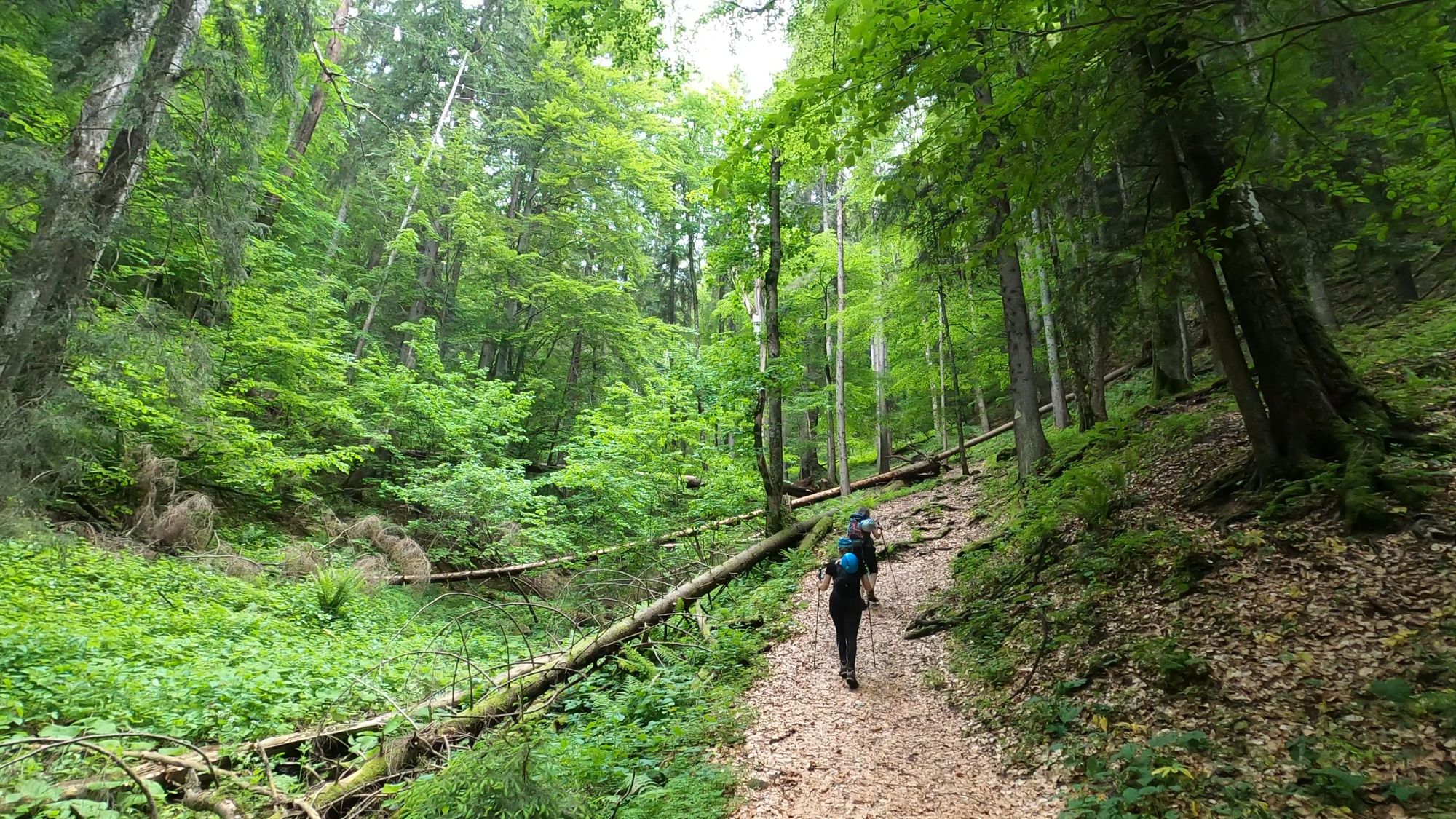 Brâna Caprelor - Brâul Ciorânga. Piatra Craiului, difficult hike