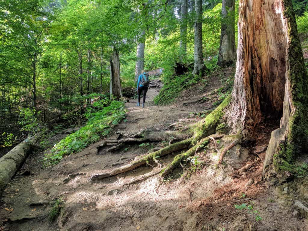 An easy climb through the forest